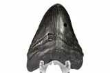 Fossil Megalodon Tooth (Polished Tip) - Georgia #151551-2